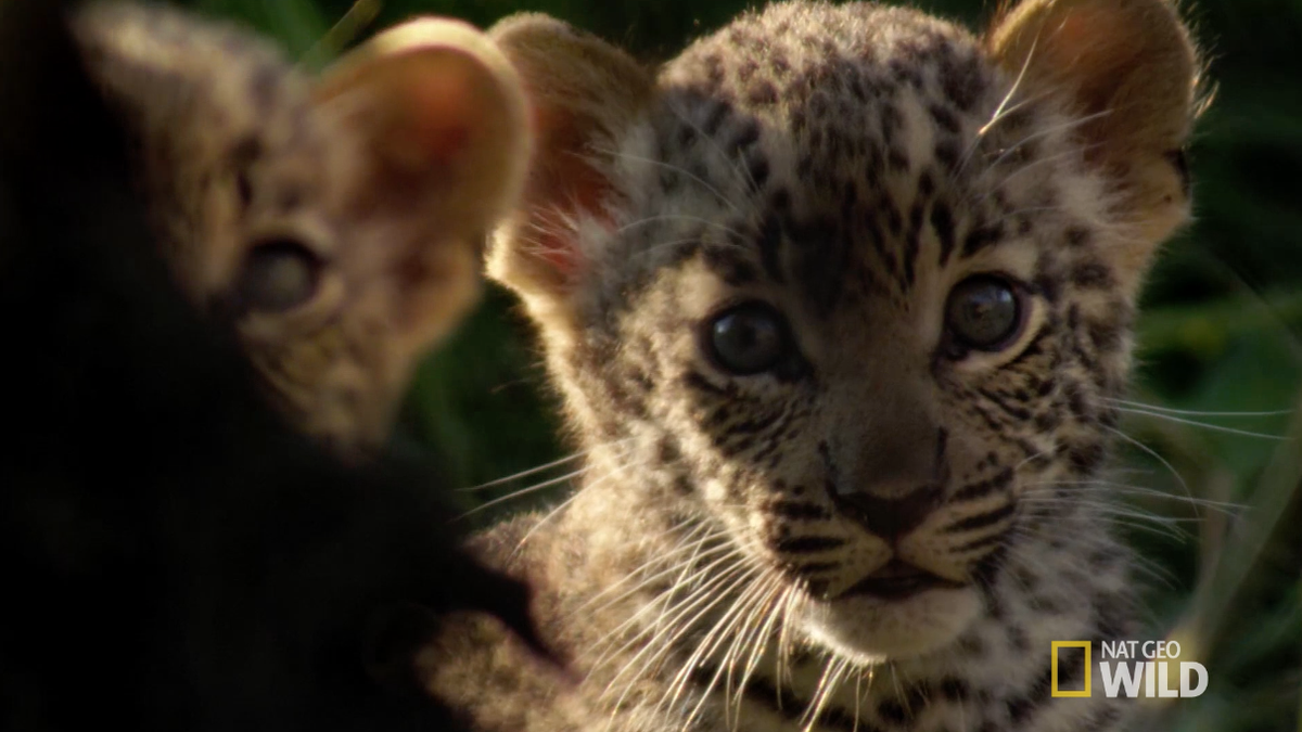 NatGeoAnimals's tweet photo. Meet some of the most fur-ocious big cat cubs in the wild: https://t.co/WyNWkHlaor #BigCatWeek https://t.co/KkFBPytgaZ