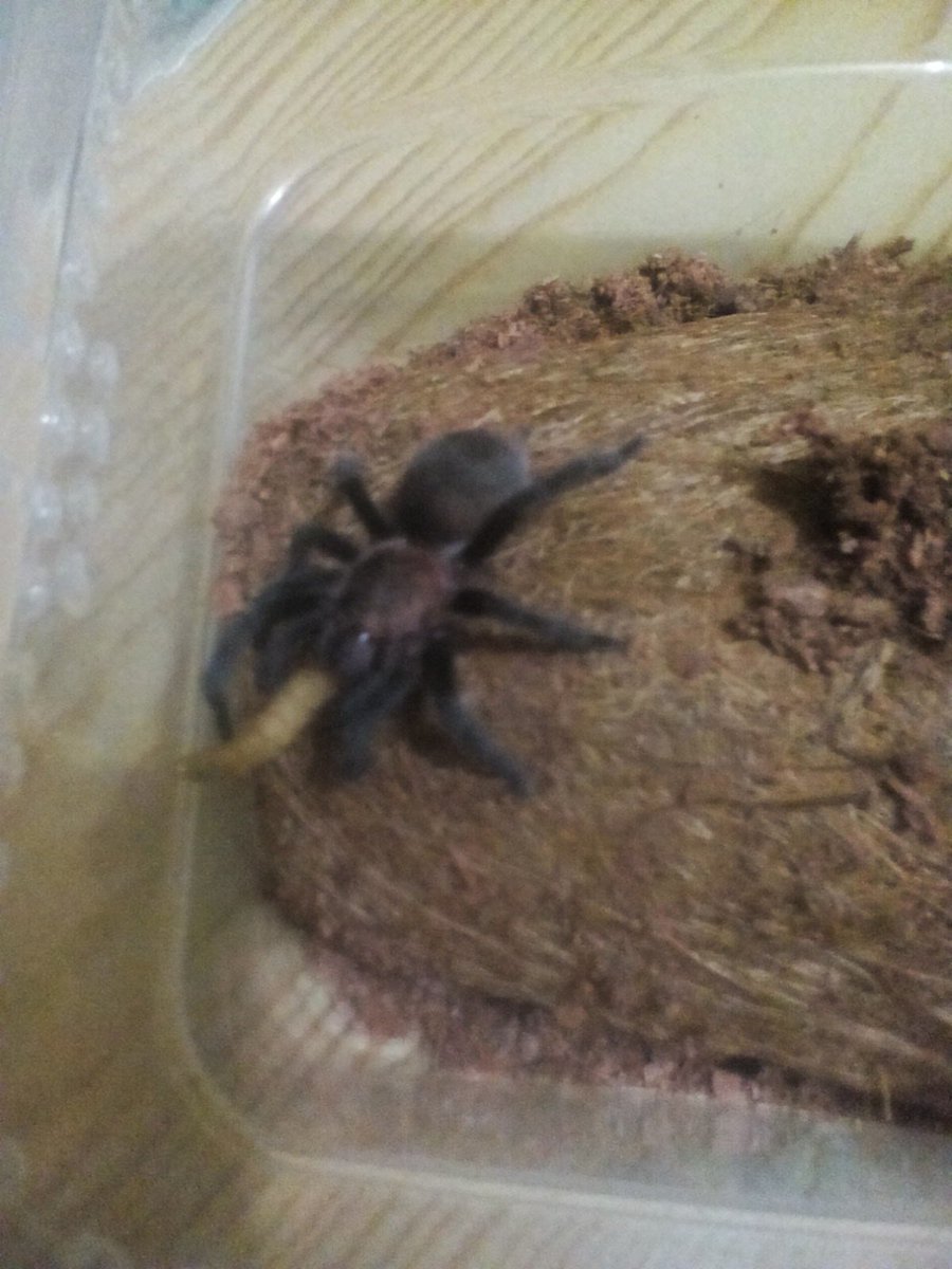 marcervin0126's tweet photo. Feeding time. . . 
meet my pets. .  few of my tarantulas. .   

#gcdriveto60% #teamrolandpa https://t.co/IzmESinBu1