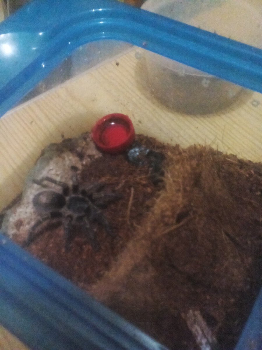 marcervin0126's tweet photo. Feeding time. . . 
meet my pets. .  few of my tarantulas. .   

#gcdriveto60% #teamrolandpa https://t.co/IzmESinBu1