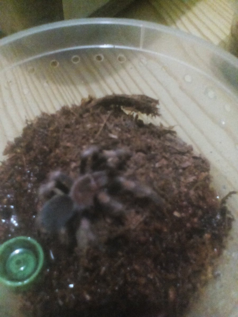 marcervin0126's tweet photo. Feeding time. . . 
meet my pets. .  few of my tarantulas. .   

#gcdriveto60% #teamrolandpa https://t.co/IzmESinBu1