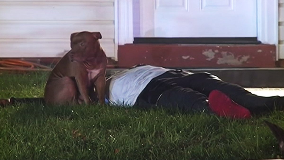 nbcwashington's tweet image. GREAT NEWS about Precious, dog who guarded her hurt owner during a fire. She has a new home! nbc4dc.com/WEFH5ia