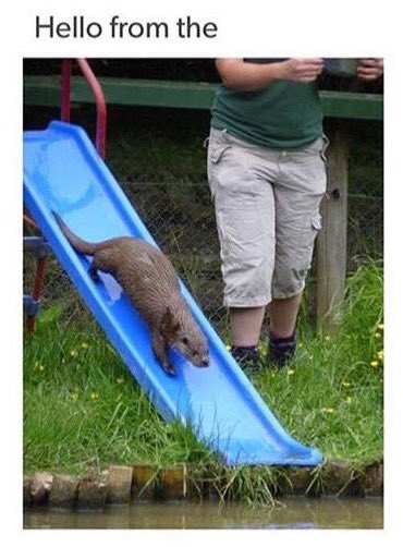 Embedded image permalink