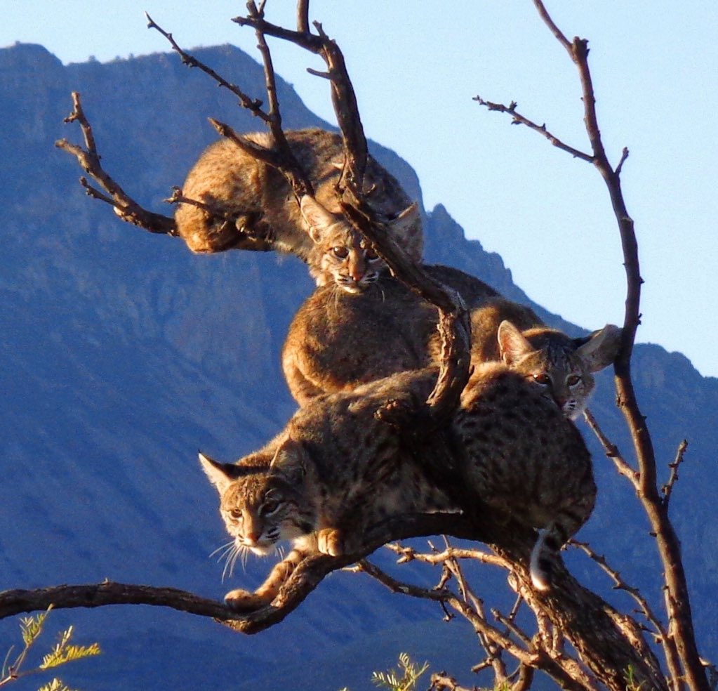 Interior's tweet image. You never know what you're going to see @BigBendNPS. Case in point: These bobcats hanging out in a tree #Texas 🐯