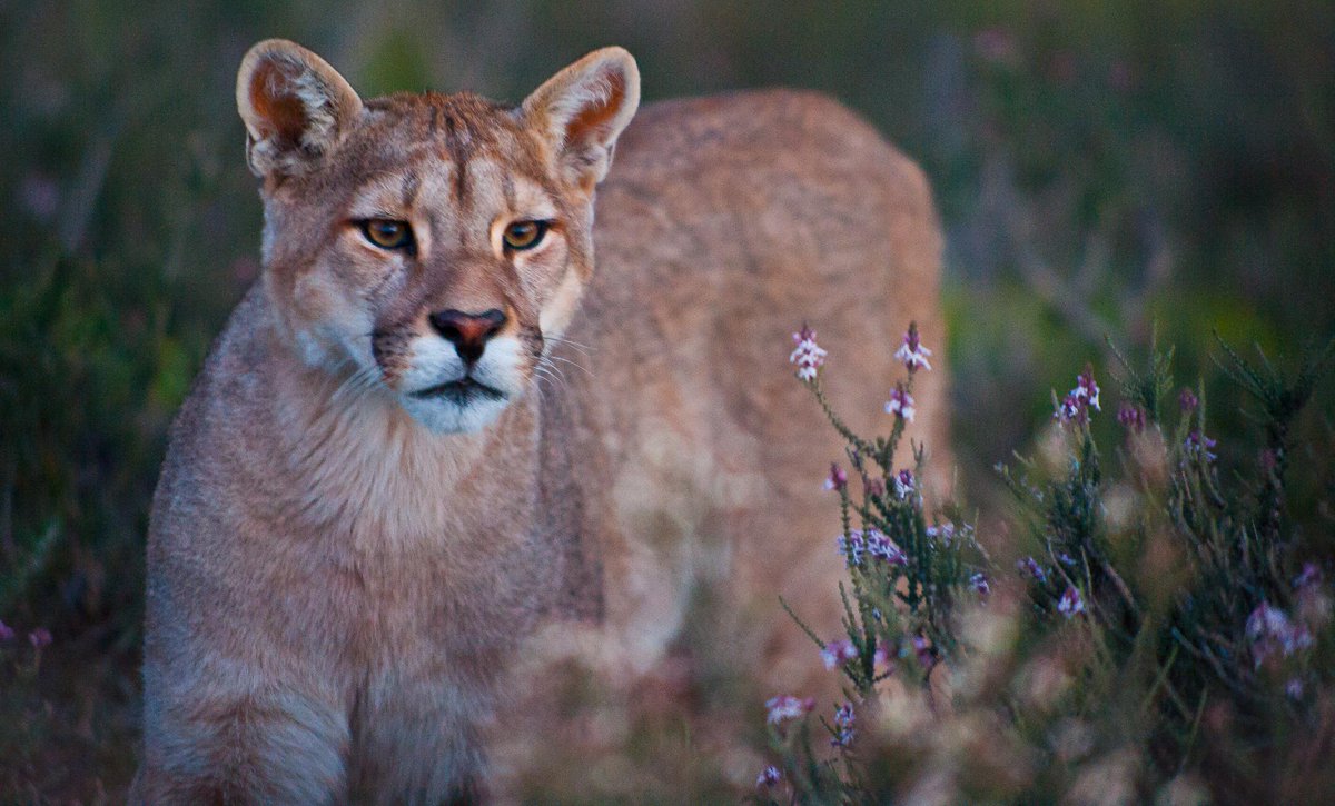 NatGeoAnimals's tweet photo. Some mountain lions eat porcupines, quills and all, apparently without any harm #BigCatWeek 9/8c https://t.co/hboPuckg7F