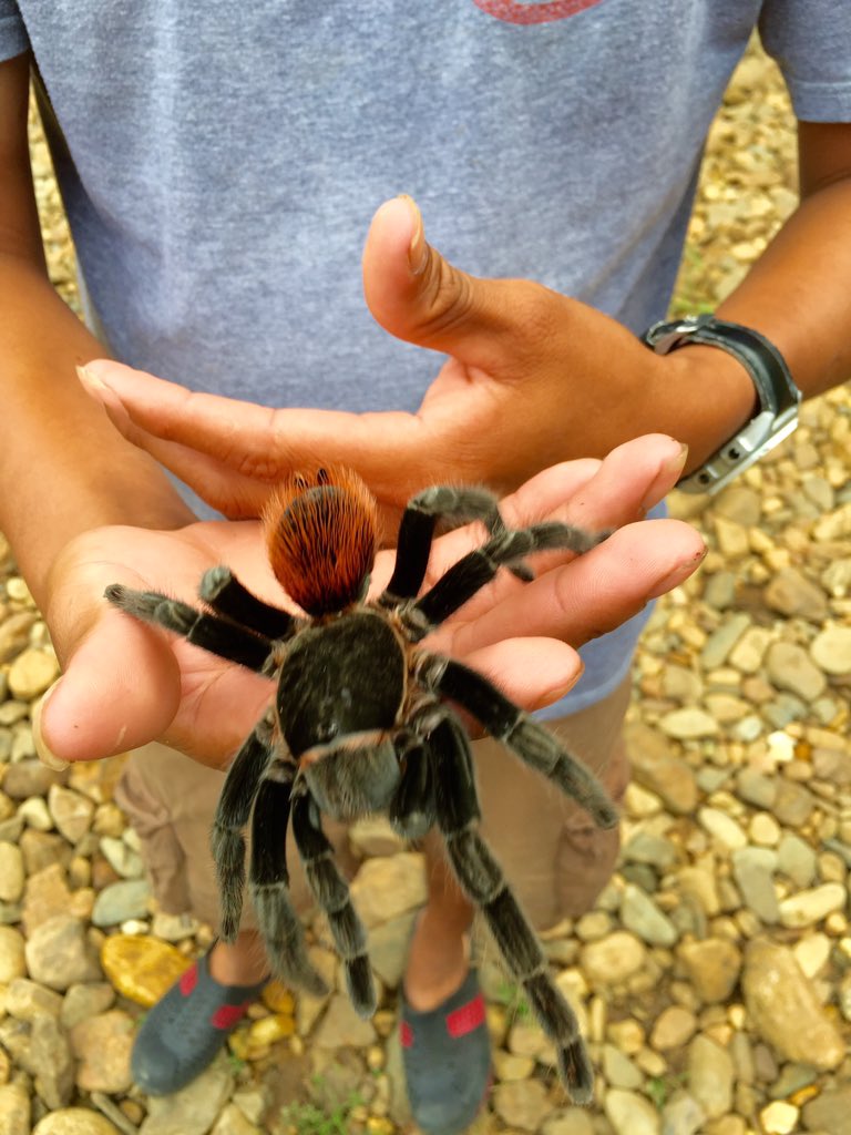 phtravel's tweet photo. Exciting things in Belize. Encounters with the red-rump tarantula and, less scary, jungle zip lining. #lpinbelize https://t.co/Esl9WiBNJU
