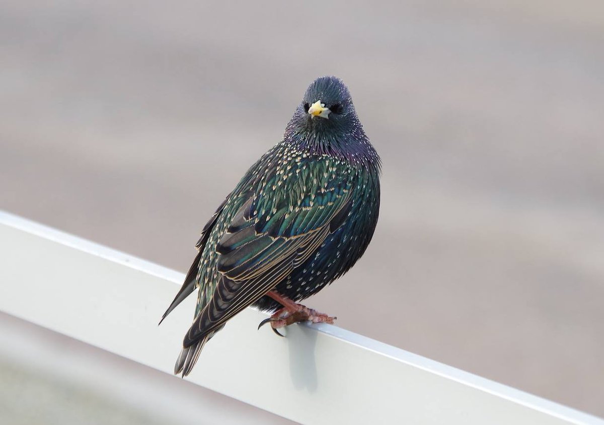 台湾正面鳥 Front Bird Tw Are You Looking At Me 紫翅椋鳥 ホシムクドリ イギリス Sturnus Vulgaris 撮影者 徐捷 さま 鳥さんの正面顔 T Co Bo4cqn1jo8 T Co Tnd2efcd7q 台湾正面鳥 Front Bird Tw Are You Looking At Me 紫翅椋鳥 ホシムクドリ イギリス Sturnus Vulgaris 撮影者 徐捷 さま 鳥さんの正面顔 T Co Bo4cqn1jo8 T Co Tnd2efcd7q
