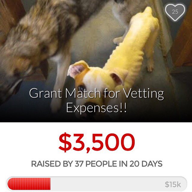 DmkRehoming's tweet photo. Help us reach our goal for our grant match! All donations are for vetting! Link in our bio! Please RT#donate https://t.co/VaZ3OGVIZl