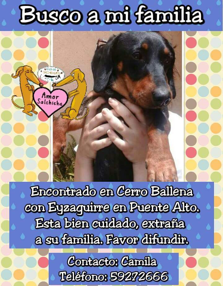 Salchi en Puente Alto busca a su familia RT <a href="/lostpets_cl/">Lostpets.cl</a> @Puentealtochile <a href="/SOS_Animales/">SOS Animales</a> <a href="/biljacChile/">Bil-Jac Chile</a> <a href="/pewos/">ℙ𝕖𝕨𝕠𝕤 ℍ𝕚𝕡𝕤𝕥𝕖𝕣𝕤</a> <a href="/ISAPET/">BIENESTAR MASCOTAS</a>