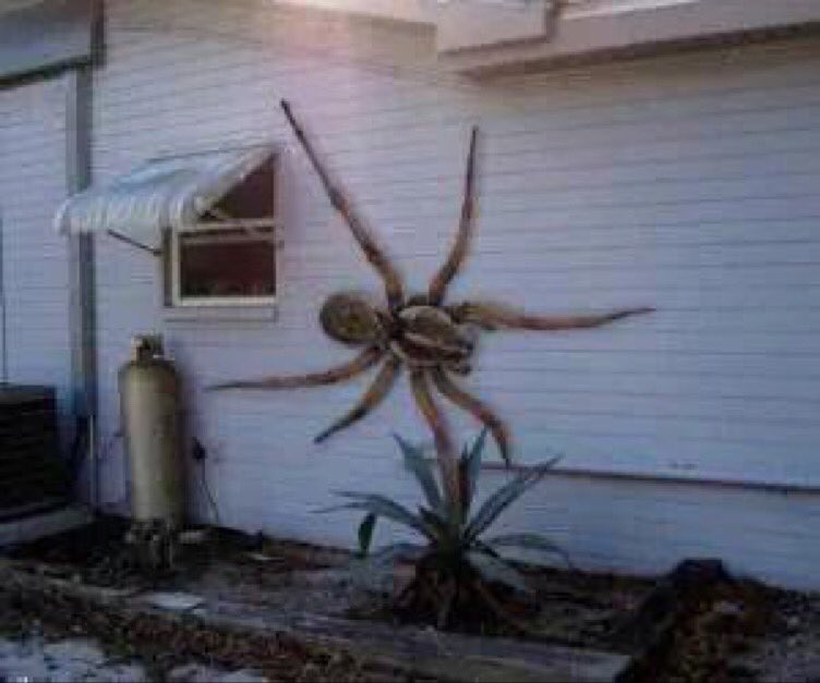 If u saw this on ur house what would u do ?