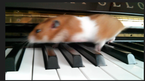 ham_estrella's tweet photo. A hamster dashing on the piano at breakneck speed. Watch→　https://t.co/Ouo3I7fQmJ https://t.co/gUPFZrhXM2