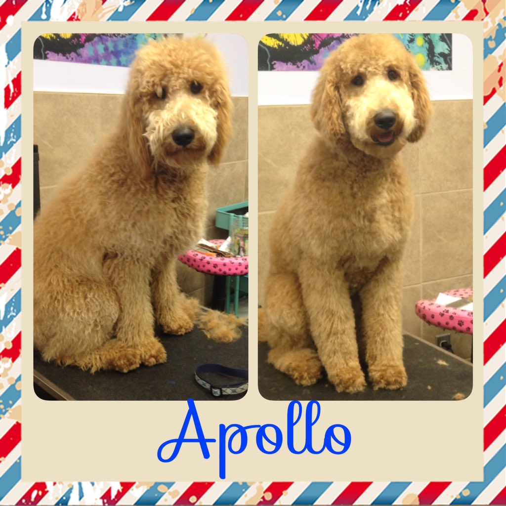 barrkhaven's tweet photo. Some of our pet styles, book soon for Christmas! https://t.co/sOmxHyijKj