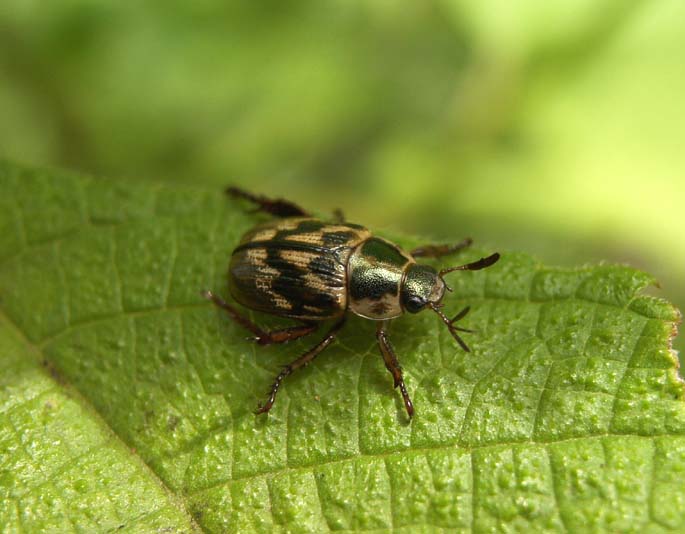 青虫 2525mission ラベンダーも薔薇もテントウムシの好物のアブラムシが害虫として発生するから餌あると思っ てよって来るんだね W