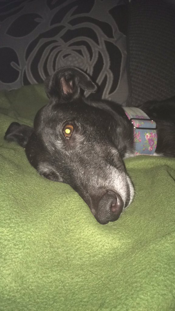 FFootwell's tweet photo. @lancashirergt  I haz had me best buddy over for a week now. Nice one Lottie ❤️ https://t.co/SrwLLRwrSk