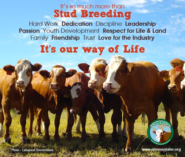 SimmentalerZA's tweet photo. It's a way of life #StudBreeding #Simmental #Simmentaler #CattleFarmer https://t.co/V1JuLRcuSu