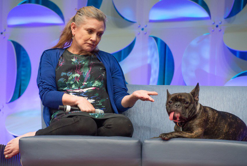 SaveNameGary's tweet photo. @carrieffisher we approve of your pooch Gary's name! #savegary https://t.co/szxW8NxaUh