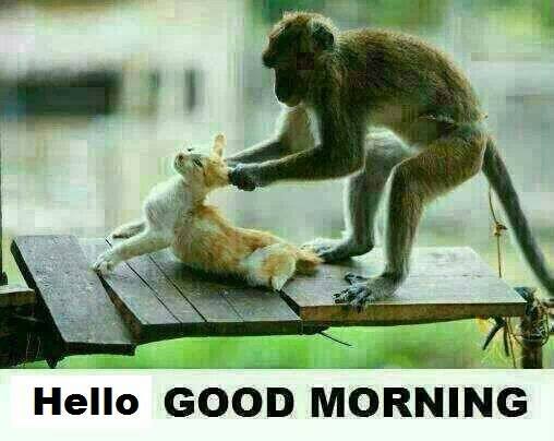 tchaudhary3's tweet photo. Good morning friends https://t.co/lH6Ok0o03g