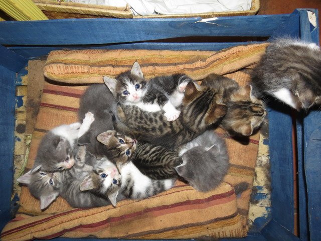 ndi_adem's tweet photo. Grâce à vous, pleins de #chatons ont été sauvés, merci ! #nuitinfo @nuitinfo #cat #cute #kitten #thanks https://t.co/1JDPJcOIzy