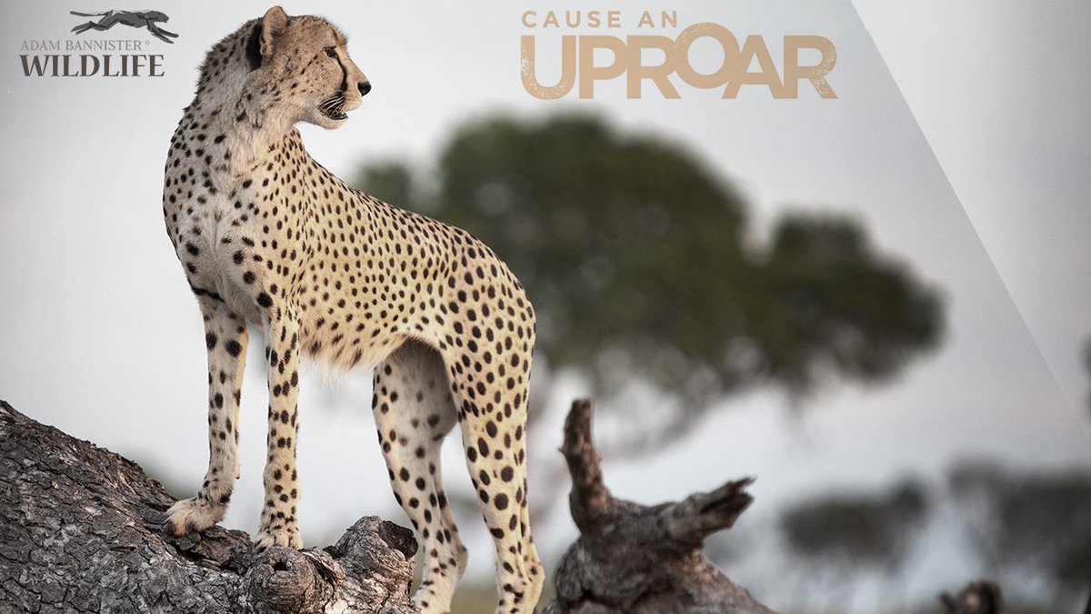 Watch this CHEETAH video bit.ly/1N0foEA  #BigCatWeek #natgeo @natgeowild