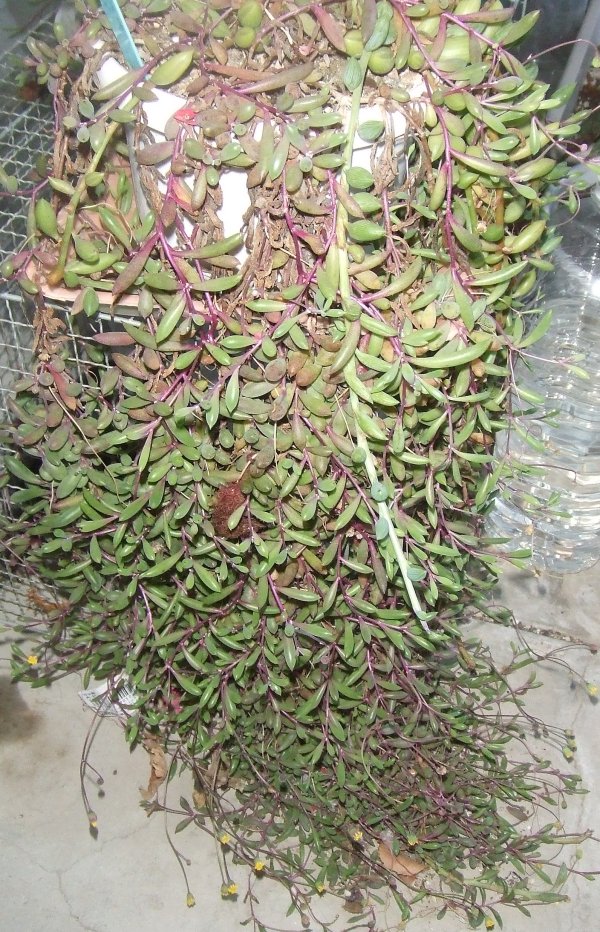 Mukagosoft Official セネシオ属のアーモンドネックレスと オトンナ属ルビーネックレスの寄せ植え 後者は寒さで紅葉します 多肉 多肉植物 T Co Zol1kujwof