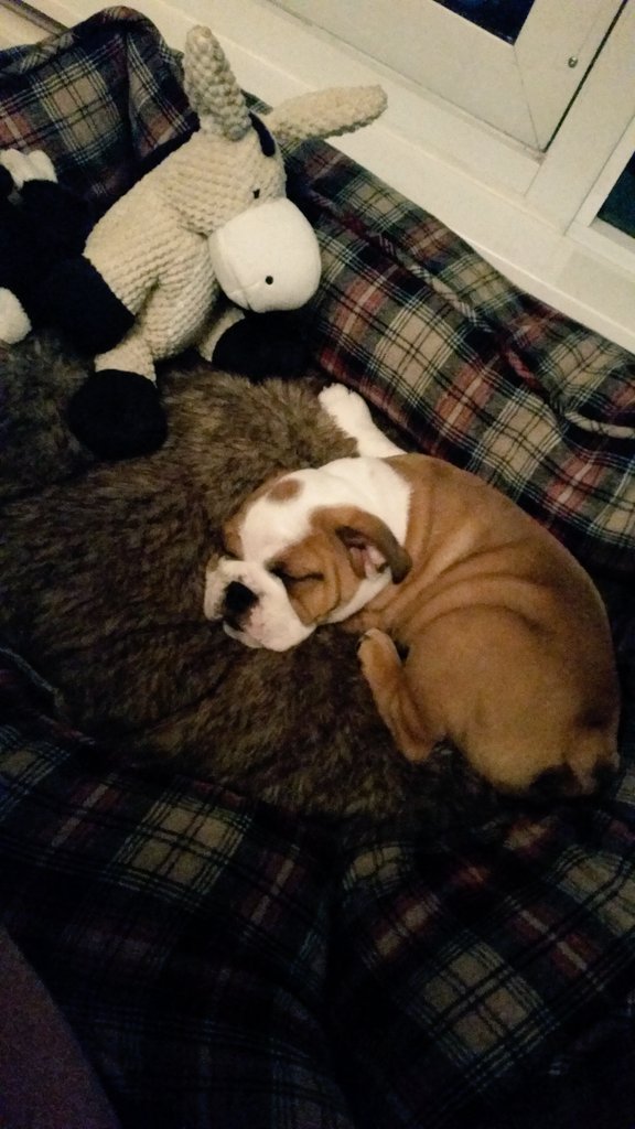 SonjaMissio's tweet image. Love is sitting up with your dog at 02h30 because he's too little to sleep through the night.  #smallbladder