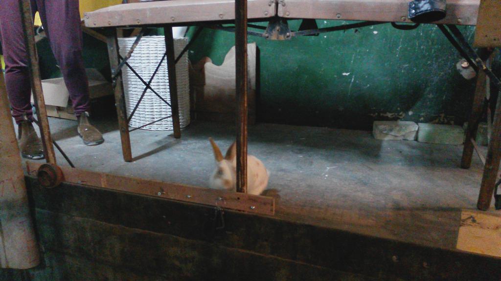 HadarAzaria's tweet image. Check out my new friend !! #artiststudio #ArtistsToWatch #bunny #Rabbit #abandoned
