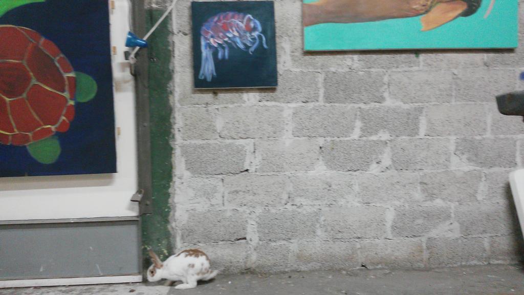 HadarAzaria's tweet image. Check out my new friend !! #artiststudio #ArtistsToWatch #bunny #Rabbit #abandoned