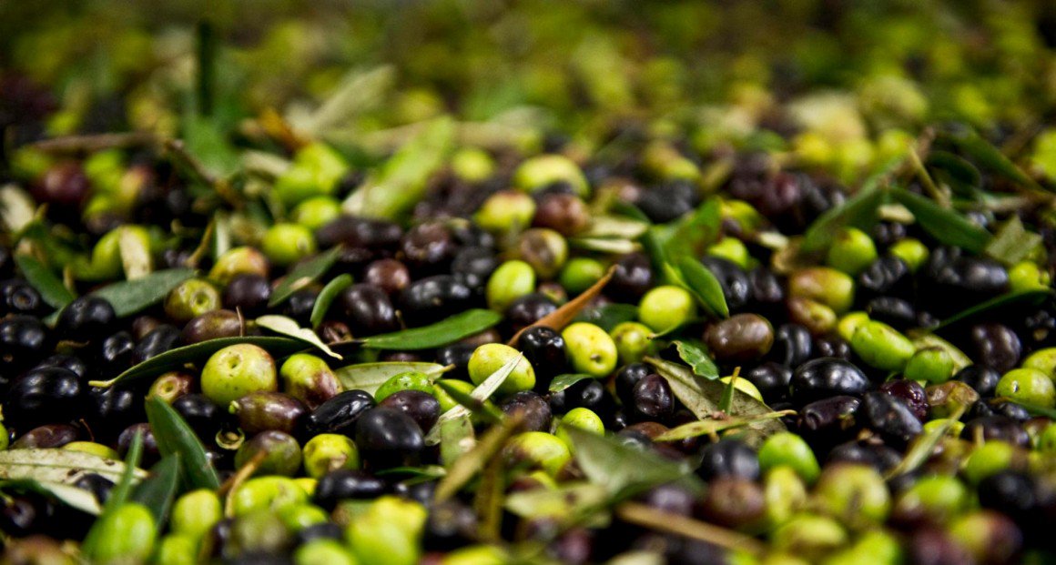 luca_sessa's tweet image. Falso “Made in Italy” per l’Olio extravergine d’oliva
ifood.it/2015/12/falso-…
#olio #truffa #madeinitaly @iFoodit