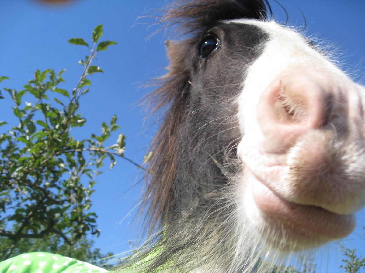 eggsypony's tweet photo. Morning #fortheloveofhorses let's all have a #FabulousFriday :) #horsehour #rescuehorse https://t.co/OVZiT4q7ms https://t.co/LOfLduRSGS
