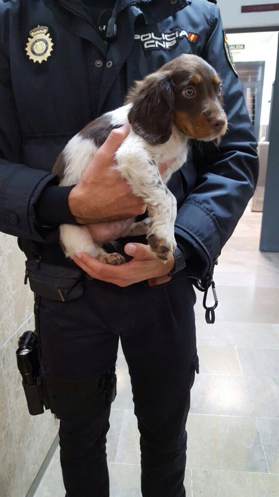 Anmahi's tweet photo. @policia #PERRO encontrado en #sevilla, se encuentra en la comisaría de Dos Hermanas. Ayúdanos a buscarle un #hogar https://t.co/MMABRUV8P1