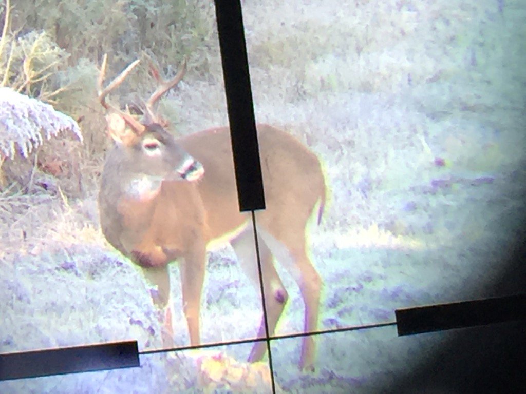 He will grow for next year or the next. Hopefully no one will kill him.