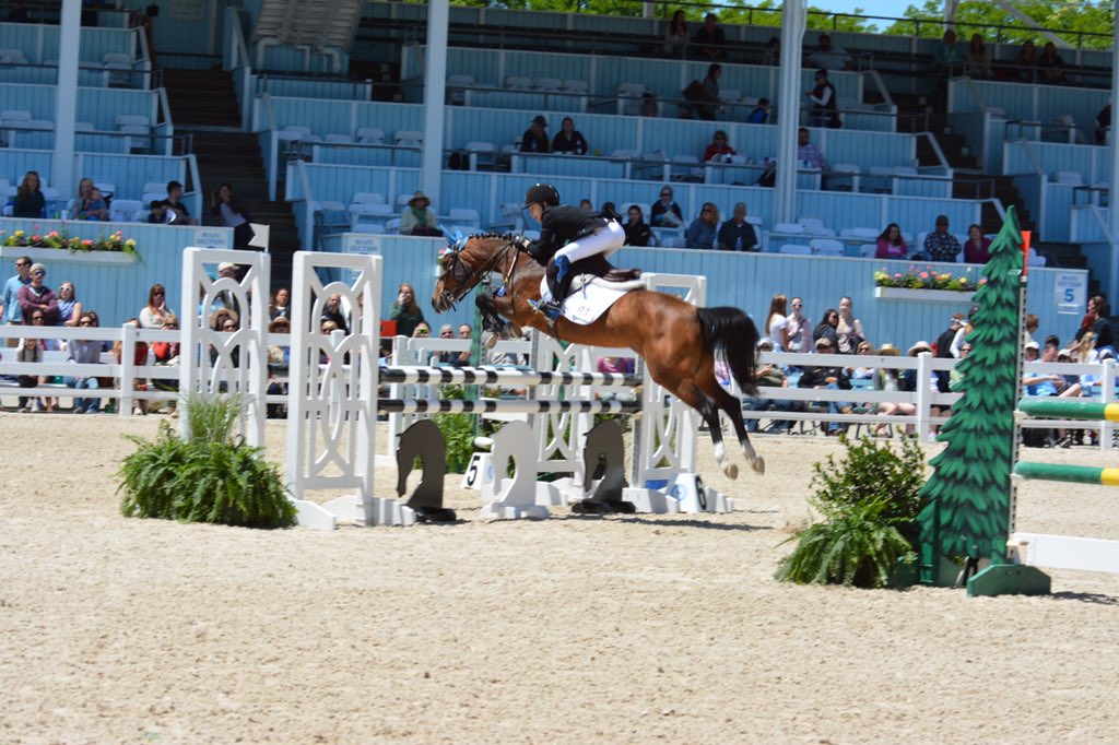 Primarose7's tweet photo. Congrats Prima Rose &amp; Just One Look 2nd in the 2015 National standings, Pony Jumpers &amp; 2nd USHJA Zone 2. https://t.co/DEqCFIruQ1