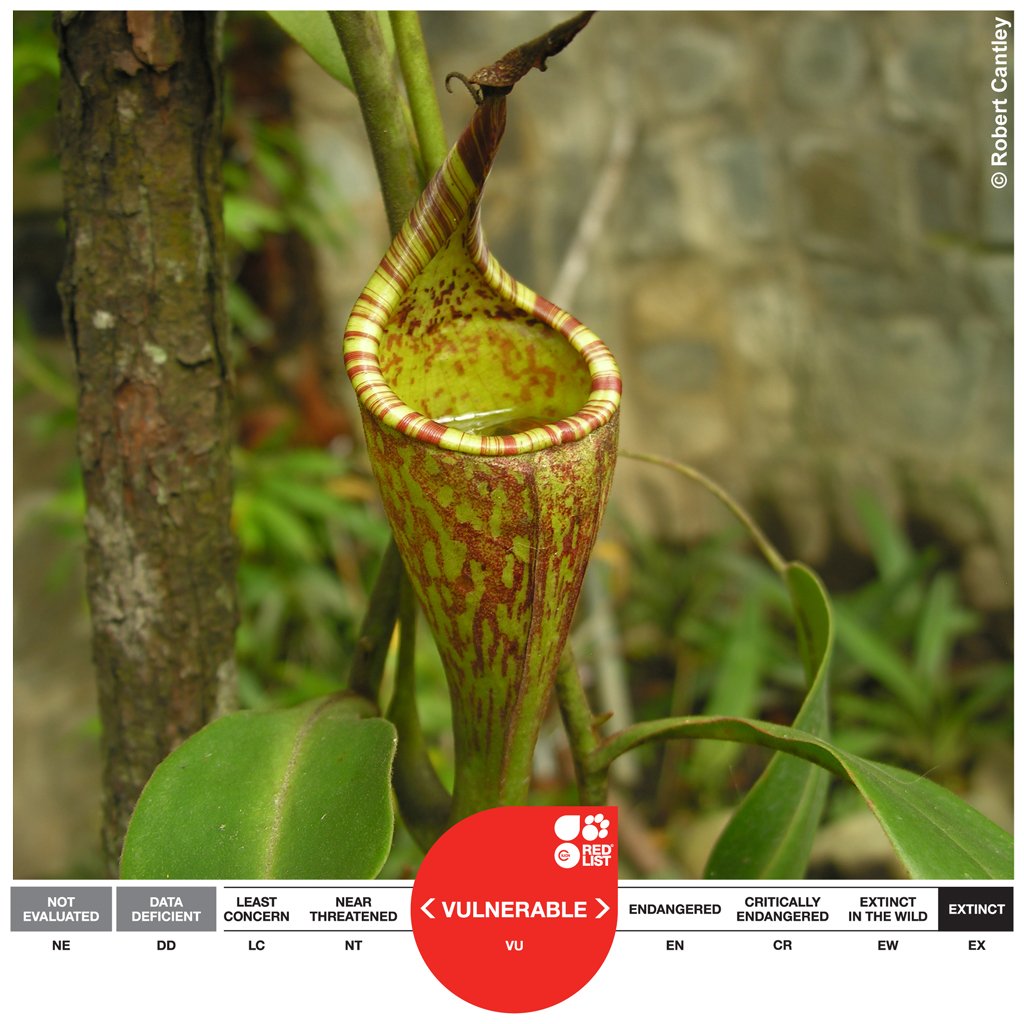 #AmazingSpecies: Nepenthes fusca, threatened by destruction of #Borneo's montane #forests bit.ly/1lB0BqN