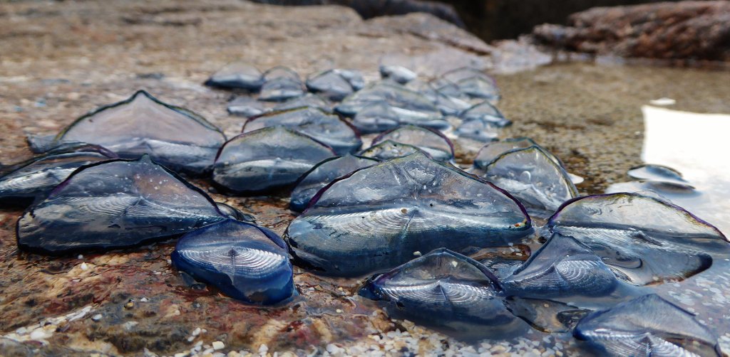 #Bythewindsailors in their 100s here again this am <a href="/mcsuk/">Marine Conservation Society</a> <a href="/CornwallNature/">Cornwall Nature Network</a> <a href="/BBCSpringwatch/">BBC Springwatch</a>