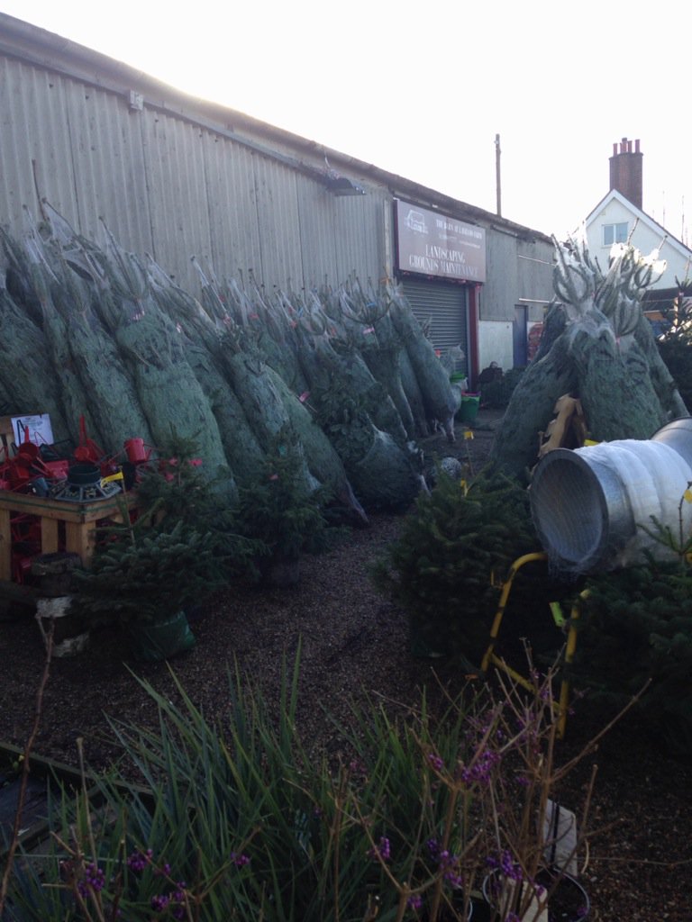 LayhamsFarmShop's tweet image. Xmas trees. Xmas trees. Xmas trees. #nondrop #BeckBromFL 󾔒󾔒󾔒  fb.me/4UormS1Qx