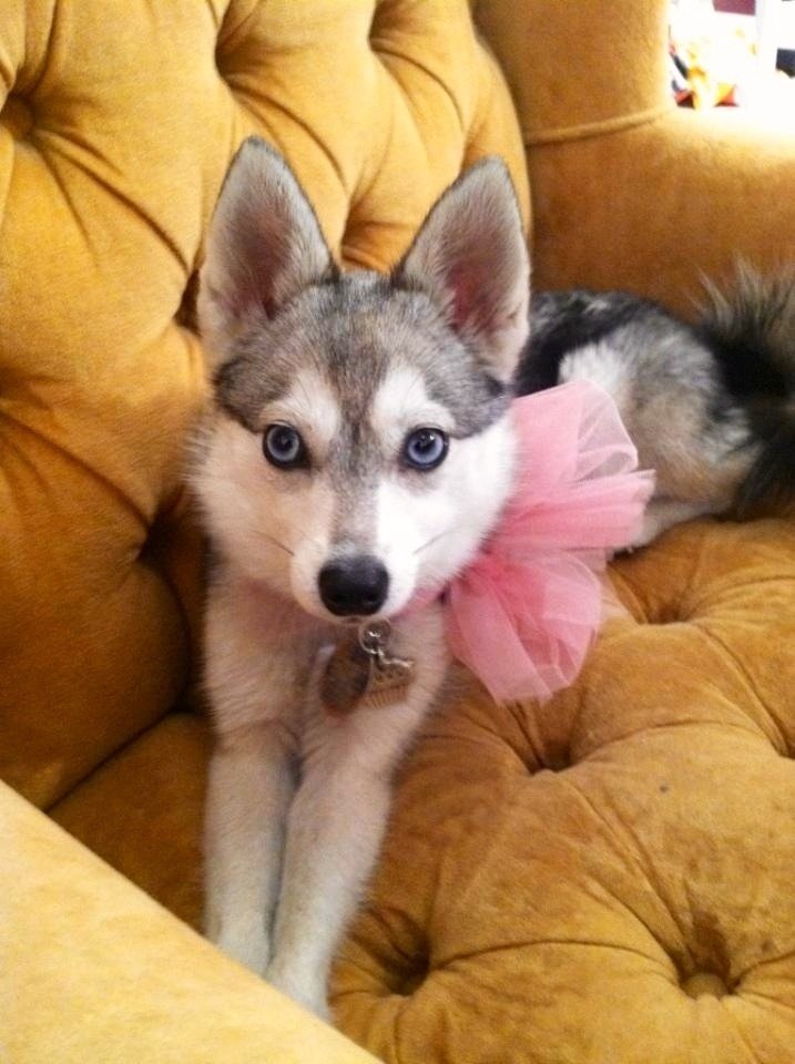 NeesBrian's tweet image. Cute