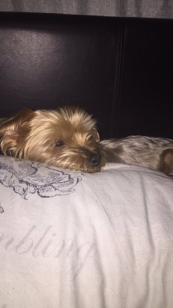 kdffy's tweet photo. This is the top dog in our family, Xena puts our staffys in to place! #nomessing #yorkshireterrier #toodog #love 💖🐶🐾 https://t.co/nb0dyNbO5O