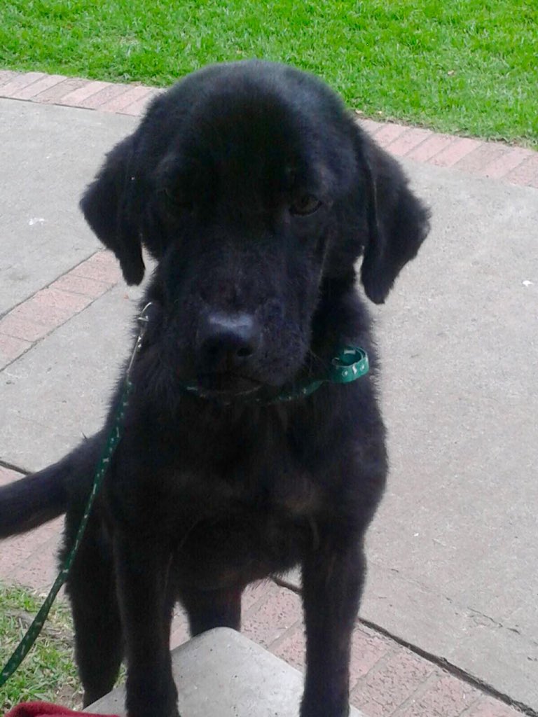 GongoraVictoria's tweet photo. "Me llamo pulga,ayúdame a encontrar un hogar definitivo"#adopcionresponsable#nocompresadopta https://t.co/OgEqVFxvgp