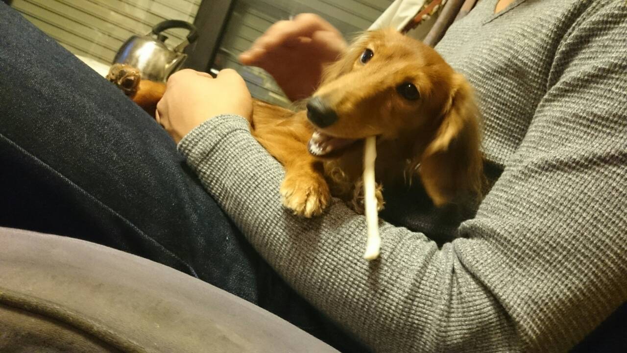 レタス 犬 探してます 彼女の家が空き巣にあって犬が連れていかれました場所は木更津市です 体長40cm体重３ 未満 右耳に毛玉 木更津警察署はもっていかれたのが金品じゃなく犬だけだったため動いてくれません 些細な情報でもいいです 連絡ください