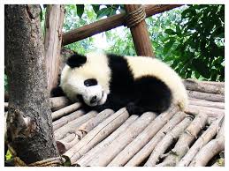 FLachaud's tweet photo. #CaféPanda_spp : un ewok dans son habitat? https://t.co/g9T1aBHX1v