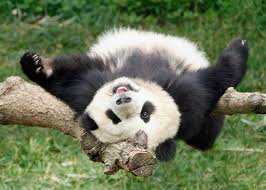 FLachaud's tweet photo. #CaféPanda_spp : on peut désormais recycler ses mégots de cigarette? C'est renversant ! https://t.co/q8wyv3LDcm