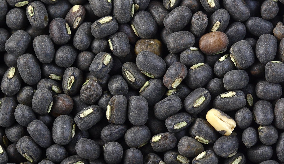 The_Health_Zone's tweet photo. Black Gram Health Benefits
https://t.co/hgBGy9GXAF
#BlackGram #Health #HealthyFitnessTips #nutrition #Pulses #Dal https://t.co/r0VHrjRcDV