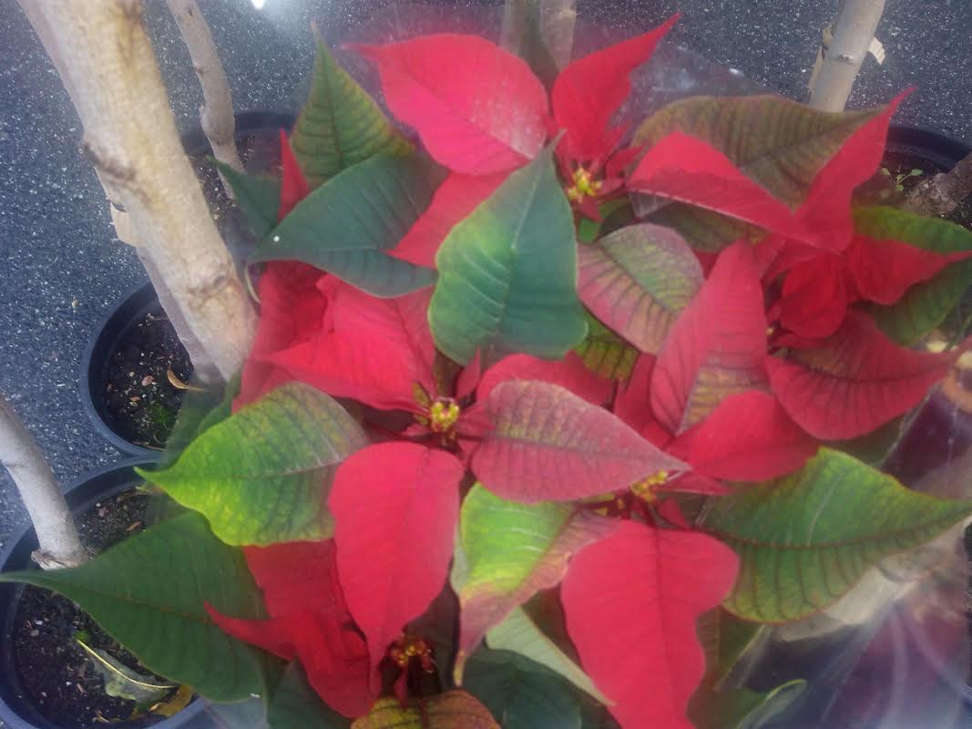 cooperativaoval's tweet photo. Este Nadal vén cargado de fermosas plantas e tradicións para vivir unhas festas irrepetibles. Aquí en Mercaval! https://t.co/7dptVVK9QU