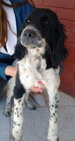 bartorell's tweet photo. PLIS DALE RT #ColoColo #Rey #Nichy BUSCAN UN HOGAR!
Contactame 5-6883826 #SoyBartorell https://t.co/zpFUt9SNNi RT....