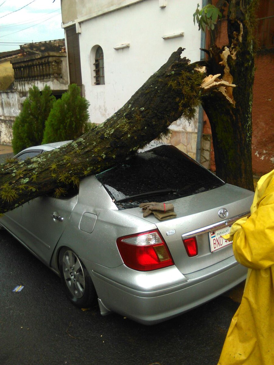 AsuDsu's tweet photo. Corte y despeje de árbol caído sobre un automóvil sobre Tte. Rojas Silva c/ Ana Diaz. @UNO650AM @1330am @Telefuturo https://t.co/M7btp0X2nr