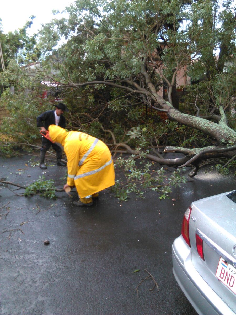 AsuDsu's tweet photo. Corte y despeje de árbol caído sobre un automóvil sobre Tte. Rojas Silva c/ Ana Diaz. @UNO650AM @1330am @Telefuturo https://t.co/M7btp0X2nr
