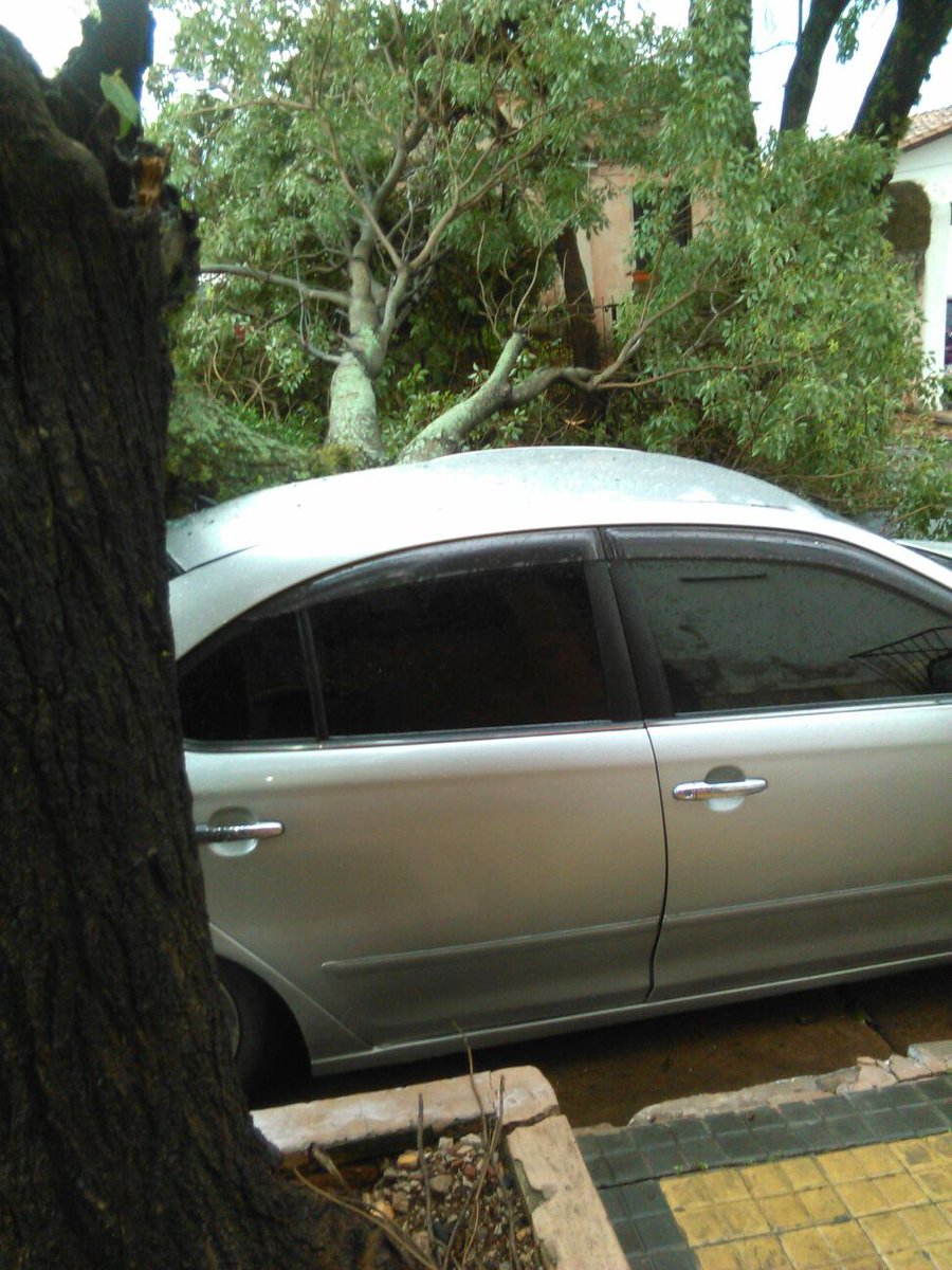 AsuDsu's tweet photo. Corte y despeje de árbol caído sobre un automóvil sobre Tte. Rojas Silva c/ Ana Diaz. @UNO650AM @1330am @Telefuturo https://t.co/M7btp0X2nr