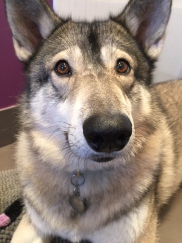 PetTutor's tweet photo. Successfully teaching fearful dogs basic behaviors by Maureen Backman @MuttAboutTown https://t.co/hQKzYEpi2m https://t.co/eR0PtgGnya