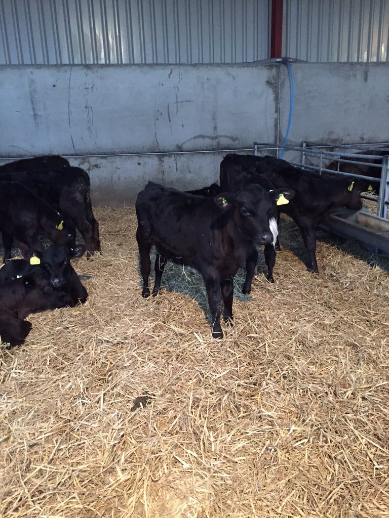 CoopAgriMatters's tweet photo. The Scotland CDG groups were onto a @BladeFarming @ABPFuture unit yesterday! Great discussion &amp; healthy calves https://t.co/SZ5VzzzrFA