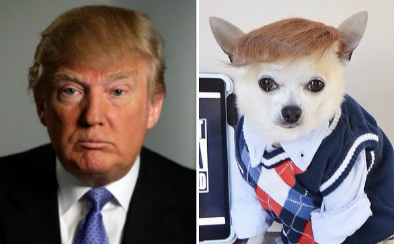 We Asked People To #TrumpYourDog, And Then This Happened trib.al/GhgVlUU