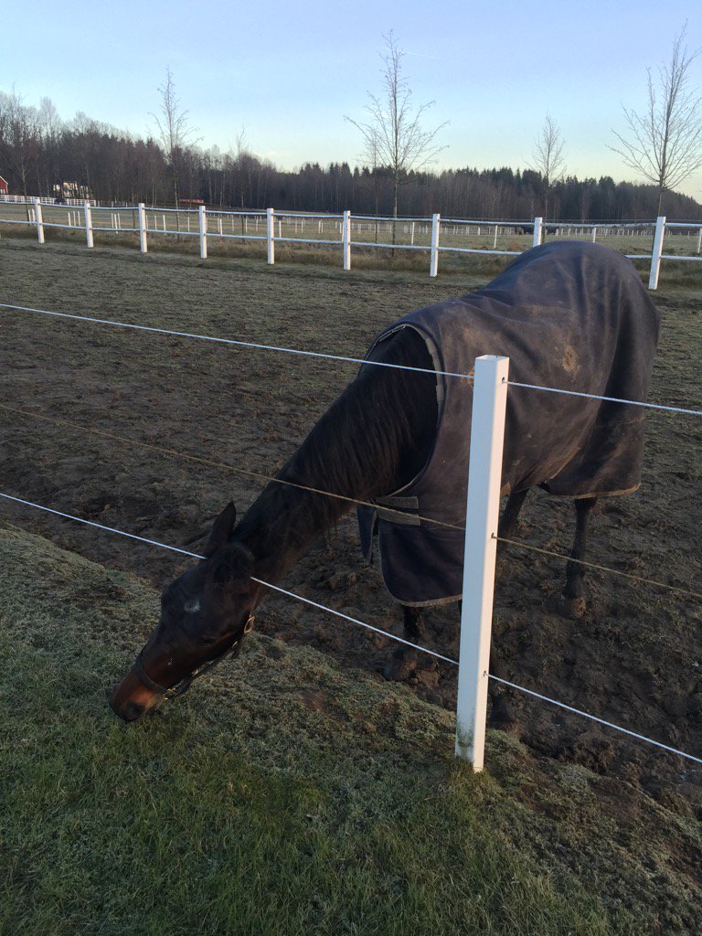 Stallgoop's tweet photo. Känns som nån genomskådat att det inte finns nån ström i snörena... #CourDeLeon https://t.co/4syPJ30uSD